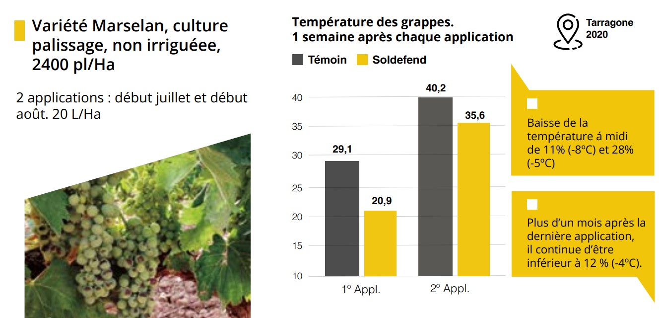SOLDEFEND VIGNOBLE