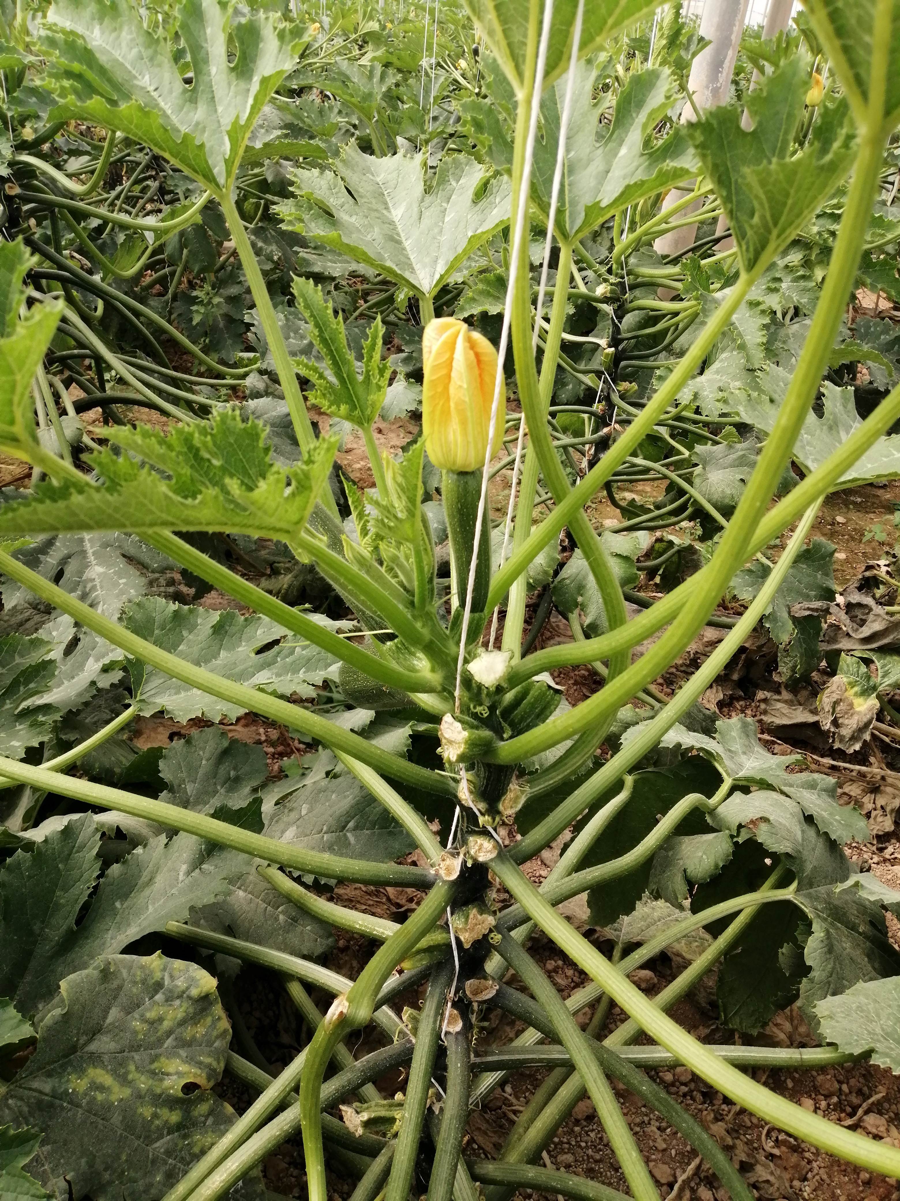 Microsul trial in zucchini