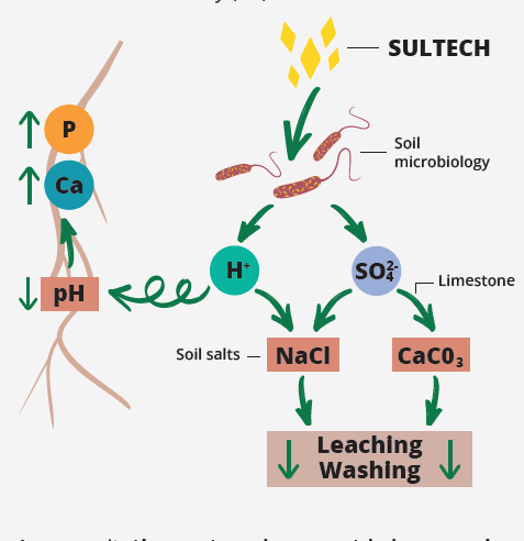 sultech en el suelo