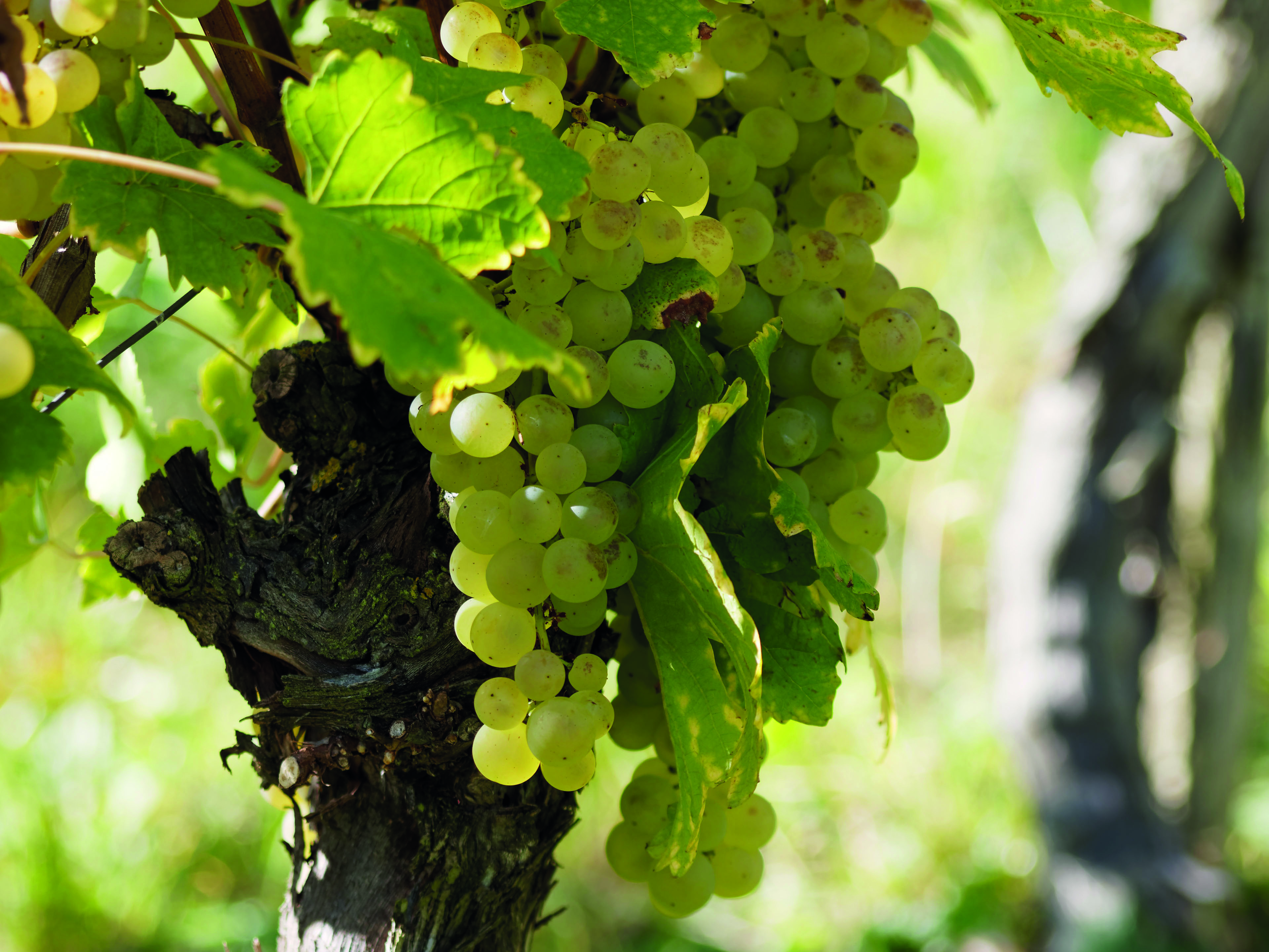 grape