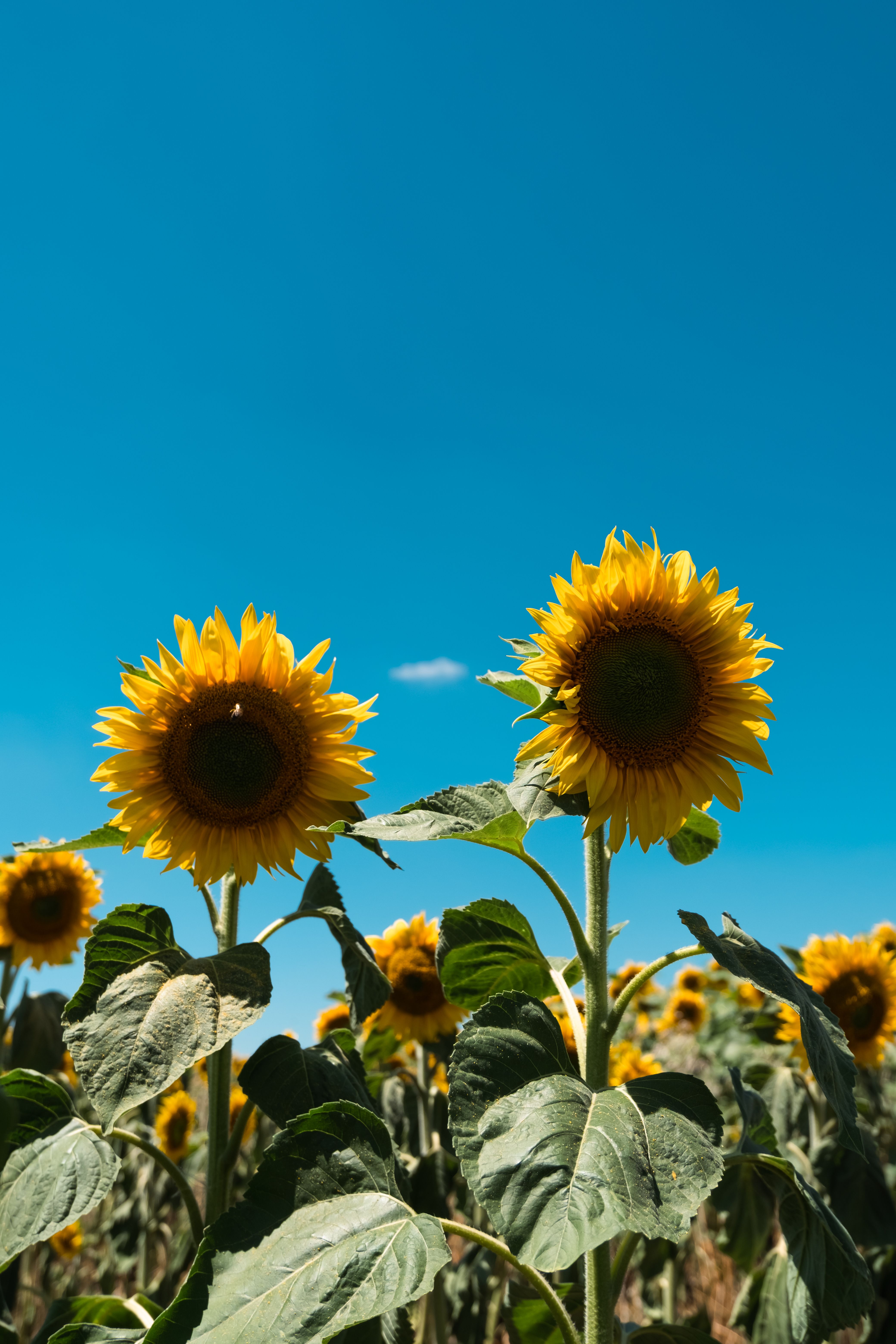 sun