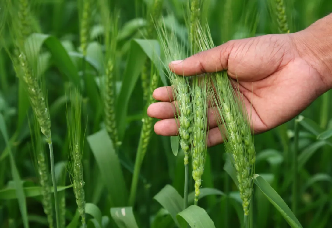 Deficiencia de azufre en trigo blando: un problema invisible pero costoso