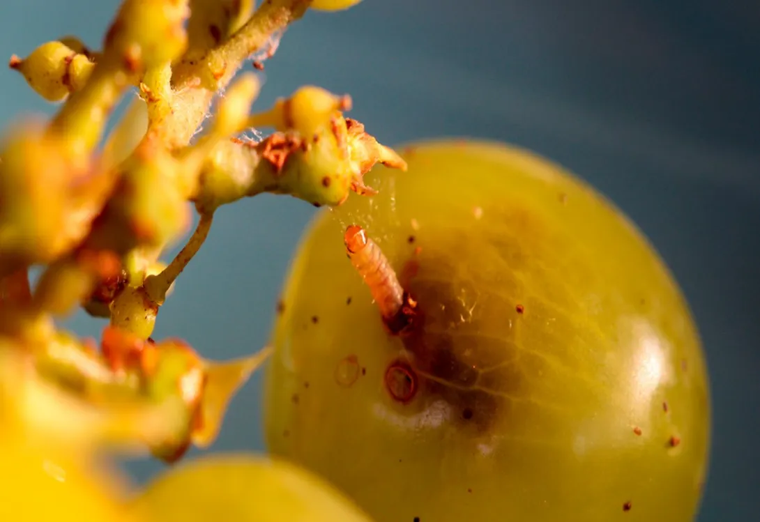 El azufre micronizado como protección integral para el cultivo de la viña