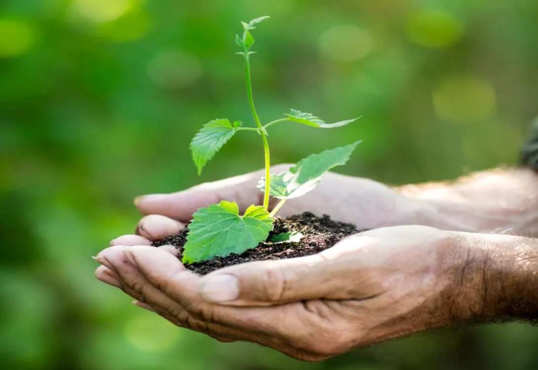 La innovación en azufre para uso agrícola como ejemplo de economía circular