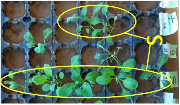 ORGANOSUL. LA TECNOLOGIA DE SOFRE EN EL MANEJO DEL ESTRÉS HÍDRICO