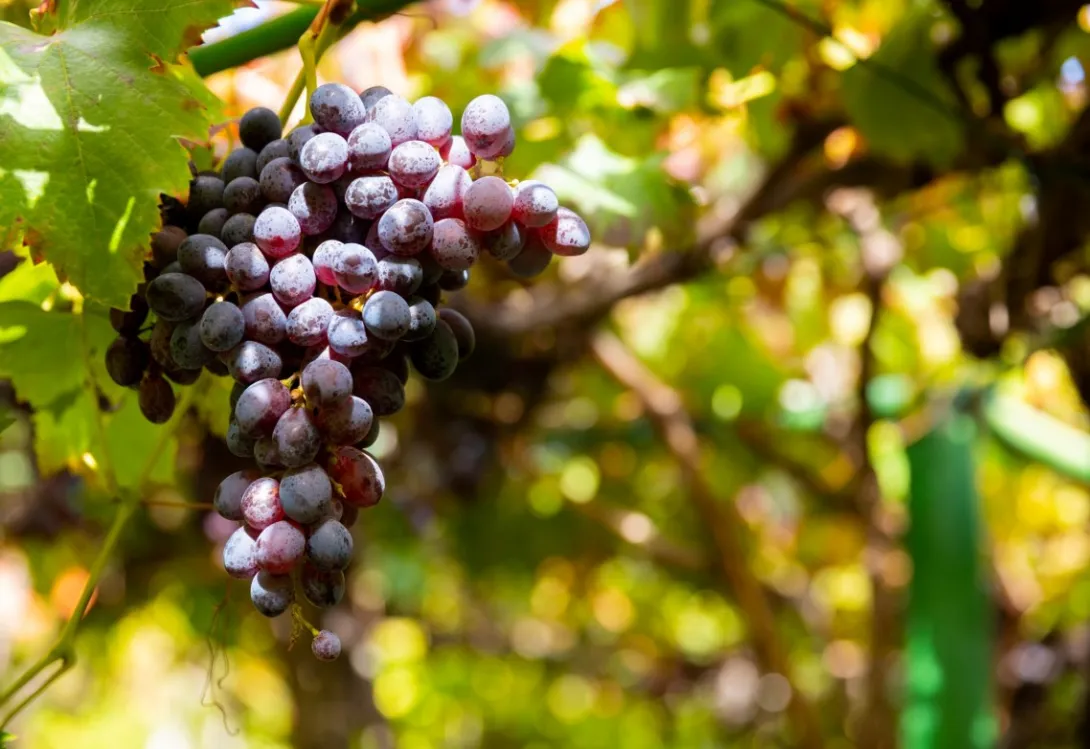 Sulphur Association: 10 razones para comprender los innumerables beneficios del azufre en polvo para uso agrícola