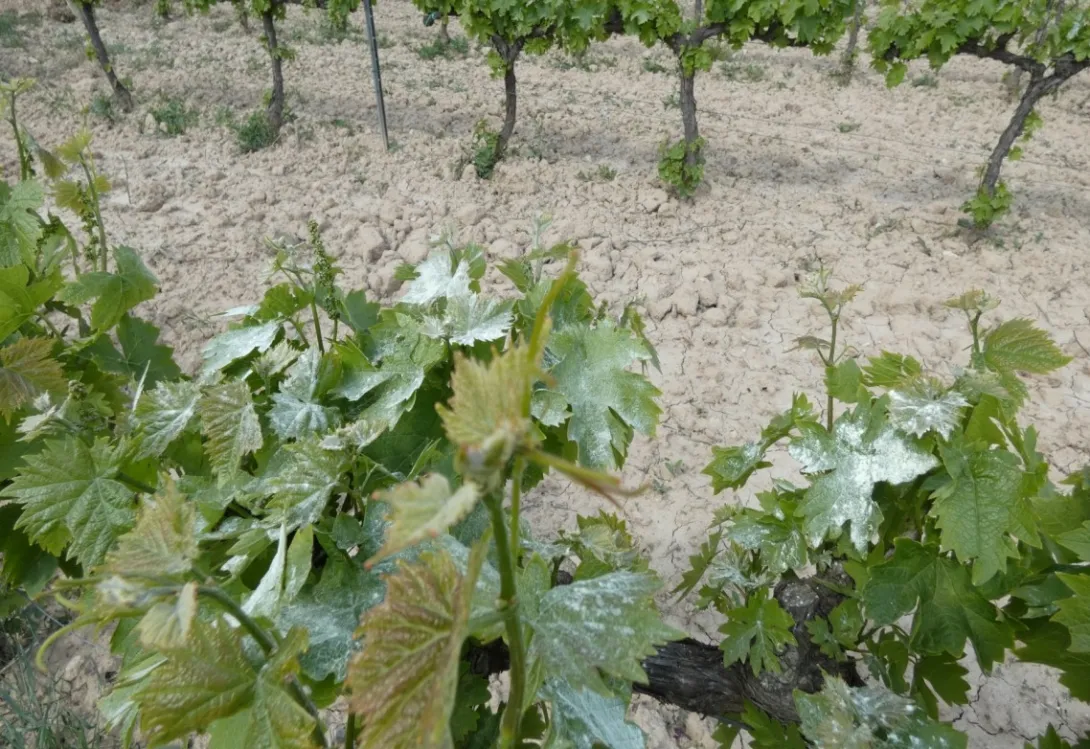 Azufre para uso agrícola: un aliado esencial para el presente y futuro de la agricultura ecológica