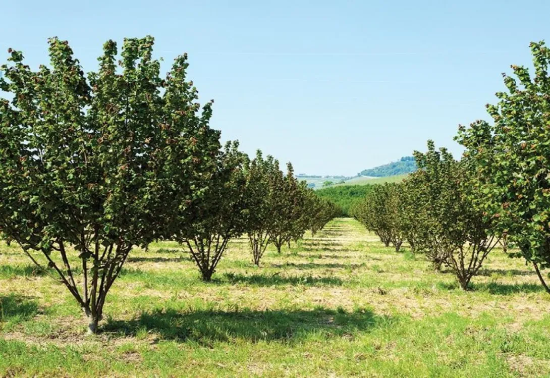 Microsul 40S: Una herramienta clave contra la salinidad en el cultivo del avellano