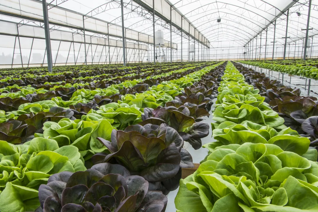 BENEFICIOS DE LA FERTILIZACIÓN CON AZUFRE ELEMENTAL EN LECHUGA