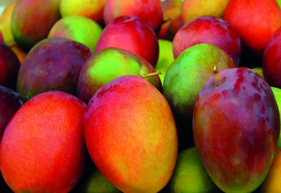 La Influencia del Azufre Agrícola en el Sabor de los Cultivos Hortícolas