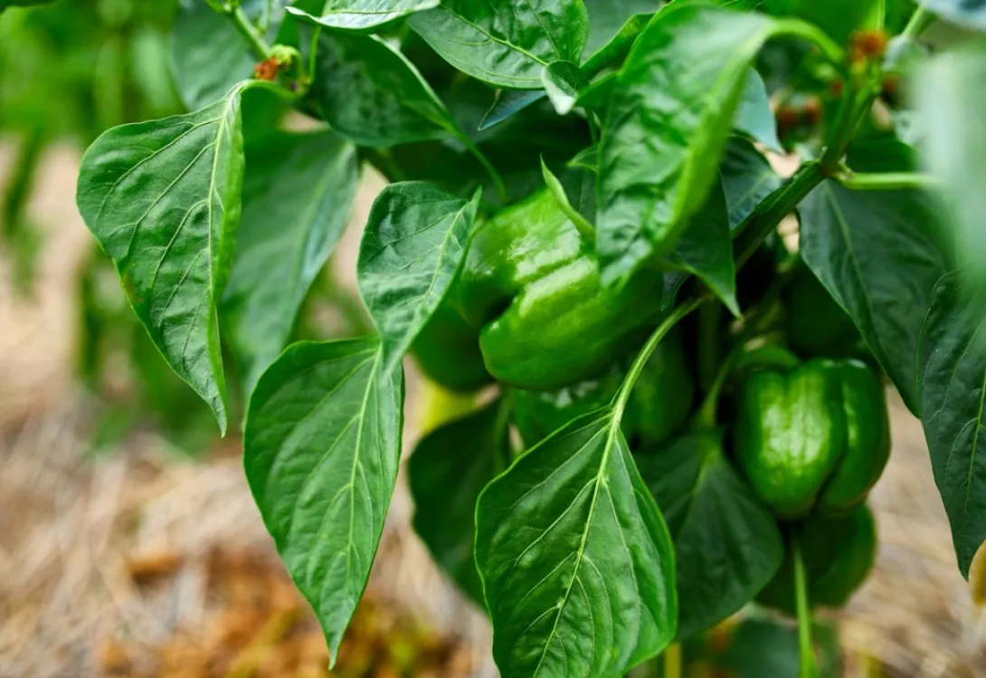 El azufre para uso agrícola: ¿Por qué es esencial en cultivos hortícolas?
