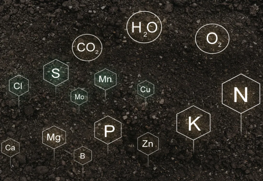 Bacterias fijadoras de nitrógeno: una alternativa sostenible para los agricultores del Mar Menor