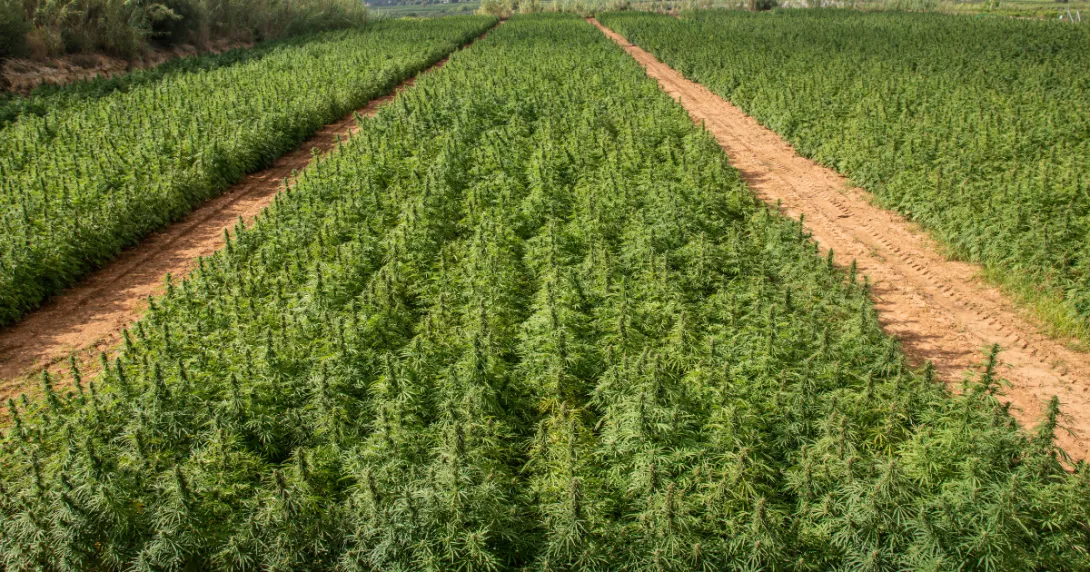 cannabis