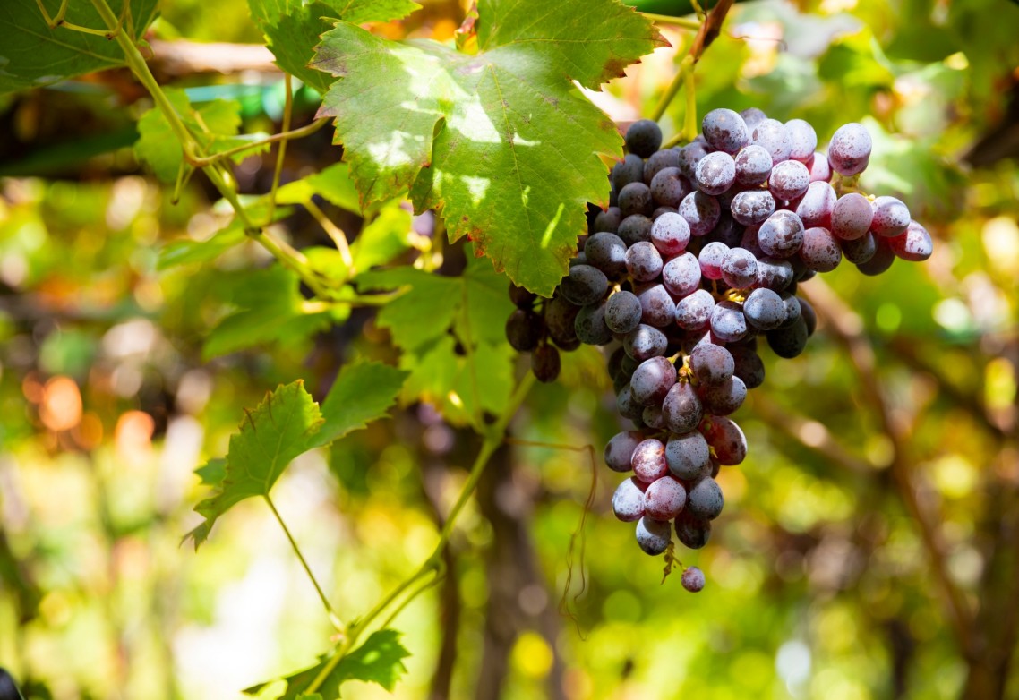 La protección y fertilización del viñedo como ejemplo de agricultura sostenible